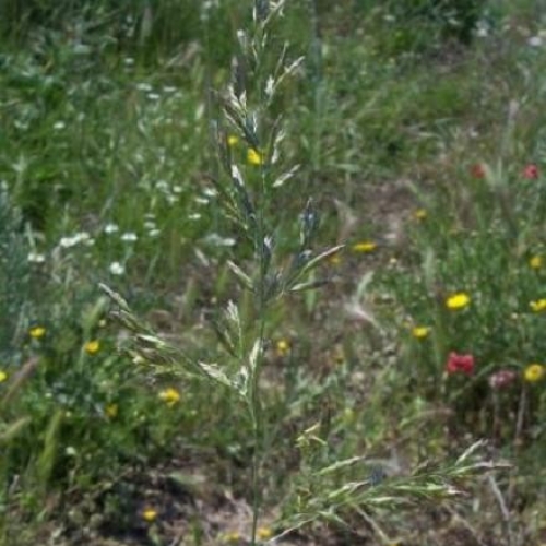 Rezervatia Naturala Solurile Saraturate De La Socodor poza